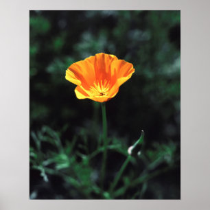 California, A California Poppy Wildflower Poster