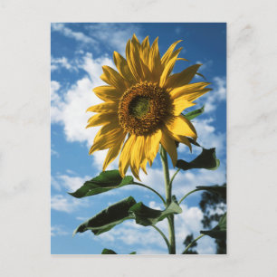 California, A Mammoth Sunflower (Helianthus) 2 Postcard