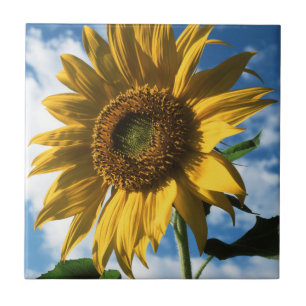 California, A Mammoth Sunflower (Helianthus) 2 Tile