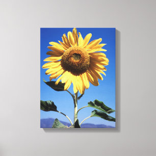 California, A Mammoth Sunflower (Helianthus) 3 Canvas Print