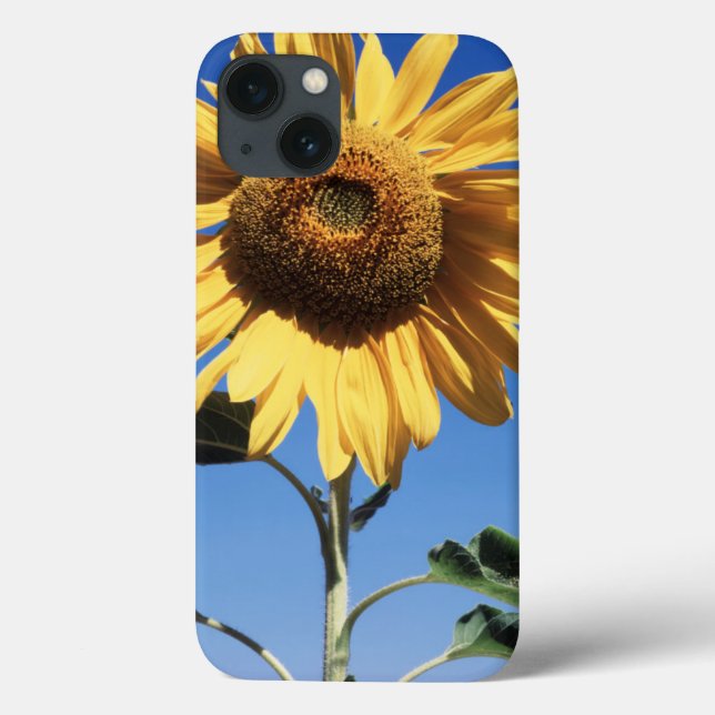 California, A Mammoth Sunflower (Helianthus) 3 Case-Mate iPhone Case (Back)