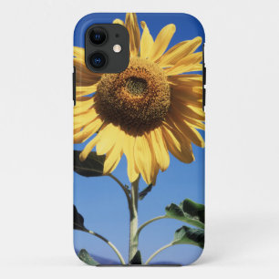 California, A Mammoth Sunflower (Helianthus) 3 iPhone 11 Case