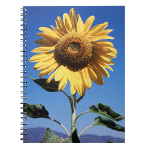 California, A Mammoth Sunflower (Helianthus) 3 Notebook