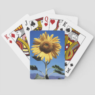 California, A Mammoth Sunflower (Helianthus) 3 Playing Cards