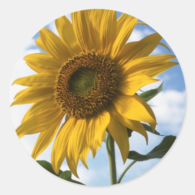 California, A Mammoth Sunflower (Helianthus) 4 Classic Round Sticker (Front)