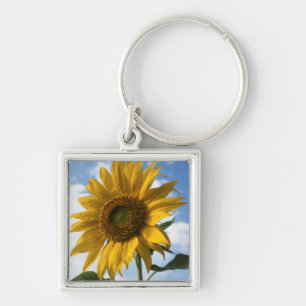 California, A Mammoth Sunflower (Helianthus) 4 Key Ring