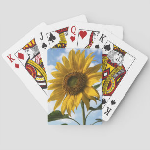 California, A Mammoth Sunflower (Helianthus) 4 Playing Cards
