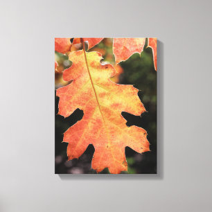California, An autumn coloured Oak leaf Canvas Print