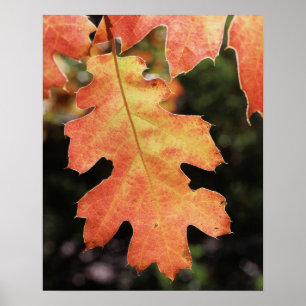 California, An autumn coloured Oak leaf Poster
