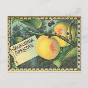 California Apricots Postcard
