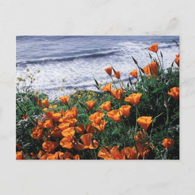 California, Big Sur Coast, California Poppy Postcard (Front)