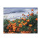 California, Big Sur Coast, California Poppy