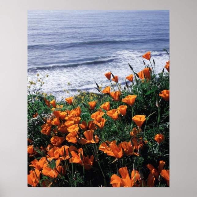 California, Big Sur Coast, California Poppy Poster (Front)