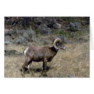 California bighorn sheep (Young ram grazing)