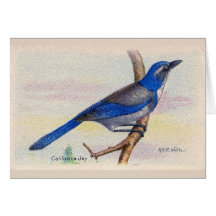 California Blue Jay Bird Thank You Card