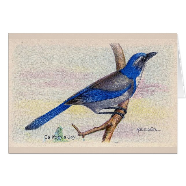 California Blue Jay Bird Thank You Card (Front Horizontal)