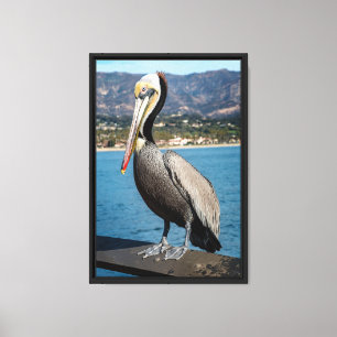 California Brown Pelican Portrait Canvas Print