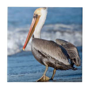 California Brown Pelican Tile