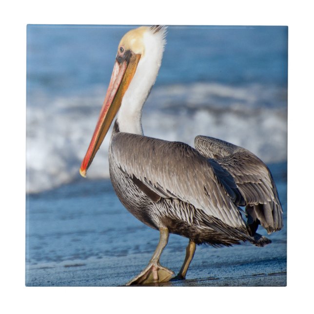 California Brown Pelican Tile (Front)