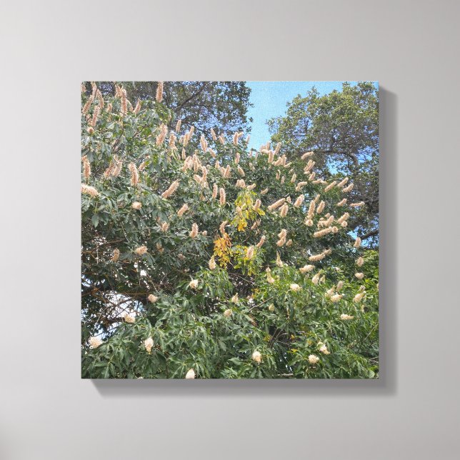 California Buckeye Canvas Print (Front)