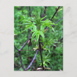 California Buckeye Seedling Postcard