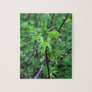 California Buckeye Seedling Puzzle