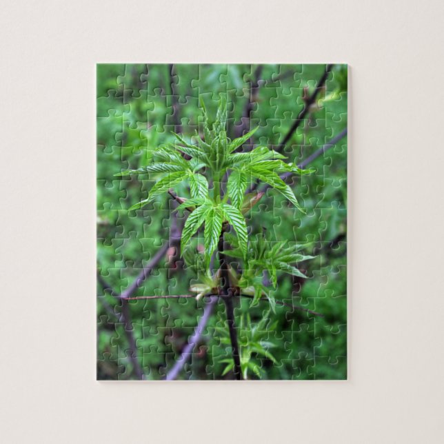 California Buckeye Seedling Puzzle (Vertical)