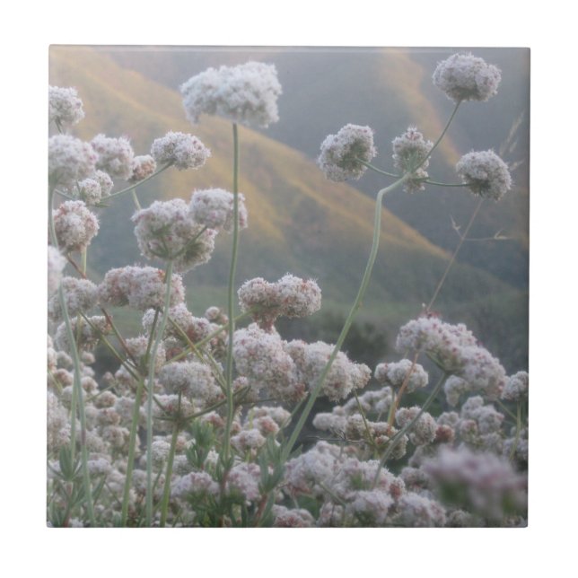 California Buckwheat Tile (Front)