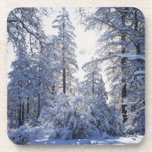 California, Cleveland National Forest, Laguna 1 Coaster