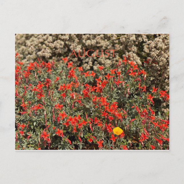 CALIFORNIA COLOR CELEBRATION: AUGUST POSTCARD (Front)