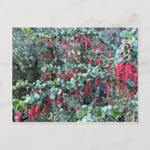 CALIFORNIA COLOR CELEBRATION:JANUARY POSTCARD