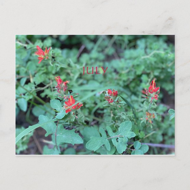 CALIFORNIA COLOR CELEBRATION: JULY POSTCARD (Front)