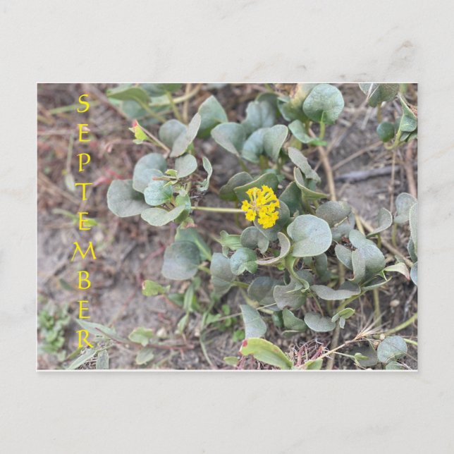 CALIFORNIA COLOR CELEBRATION: SEPTEMBER POSTCARD (Front)