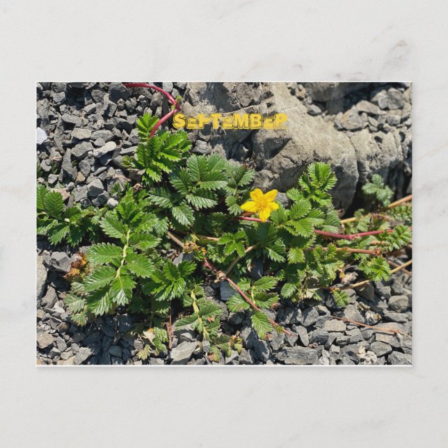 CALIFORNIA COLOR CELEBRATION: SEPTEMBER POSTCARD (Front)