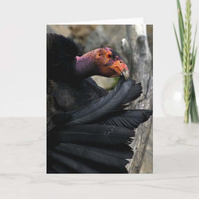 California Condor Carefully Preens Black Feathers Card (Front)
