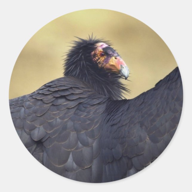 California condor classic round sticker (Front)