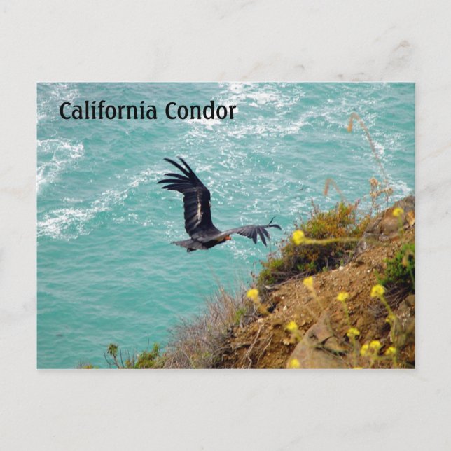California Condor Postcard (Front)