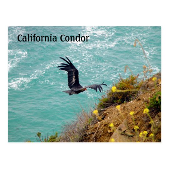 California Condor Postcard