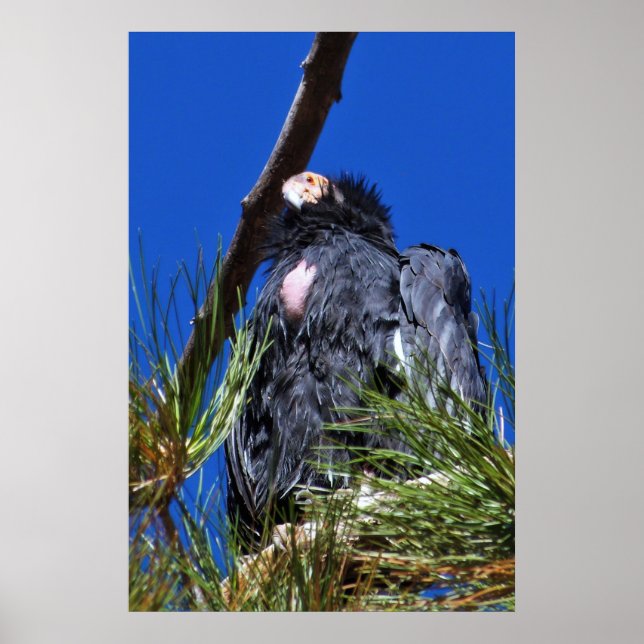 California Condor Poster (Front)