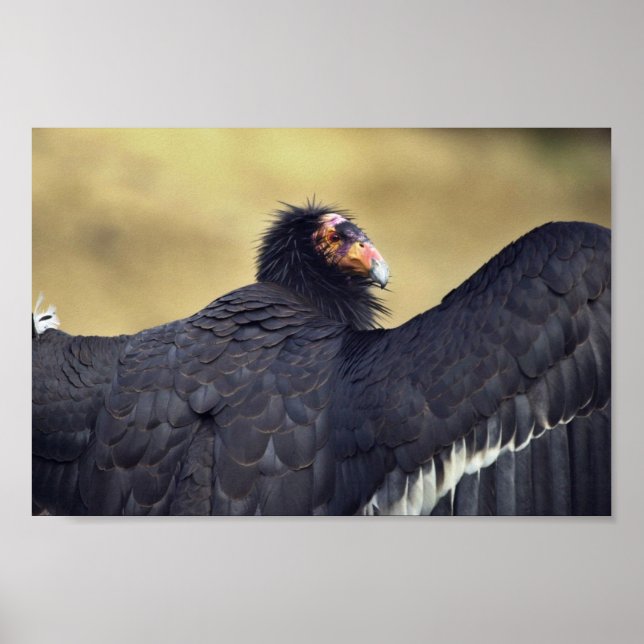 California condor poster (Front)