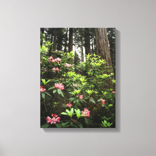 California, Del Norte Coast Redwoods State Park Canvas Print