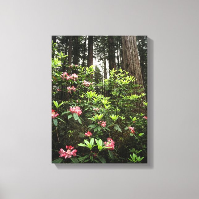 California, Del Norte Coast Redwoods State Park Canvas Print (Front)