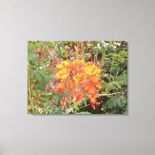  CALIFORNIA DESERT FLOWER 2 CANVAS PRINT