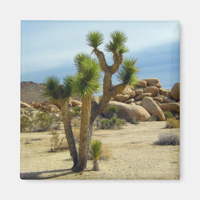 California Desert Succulents, Rocks & Clear Sky Magnet (Front)