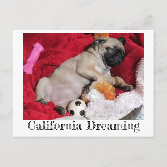 California Dreaming Peanut the Pug Postcard (Front)