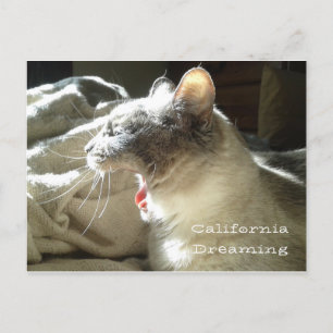 California Dreaming Postcard