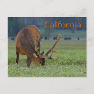 California elk postcard