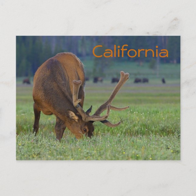 California elk postcard (Front)
