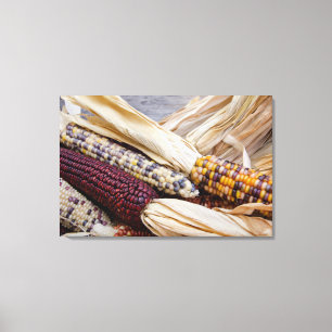 California. Fall Harvest Colourful Indian Corn Canvas Print
