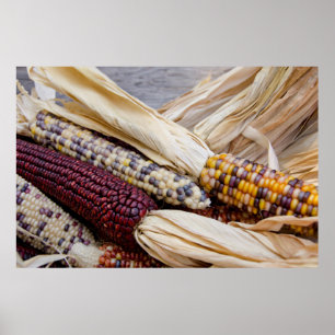 California. Fall Harvest Colourful Indian Corn Poster